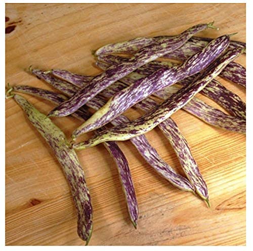 Dragon's Tongue Bush Bean Seeds - 20 Large Bean Seeds - Marde Ross & Company ®