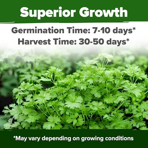 Image of HOME GROWN Non GMO 500+ Cilantro Seeds for Planting Indoors or Outdoors - Heirloom Coriander Seeds, Grow Your Own Cilantro Plant - Culinary Herb Seeds for Your Herb Garden
