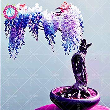 Graines de glycine japonaise Graines de glycine à fleurs rouges rares Graines de bonsaï Mini bonsaï Plante ornementale d'intérieur pour la décoration de la maison Paquet de 500 graines