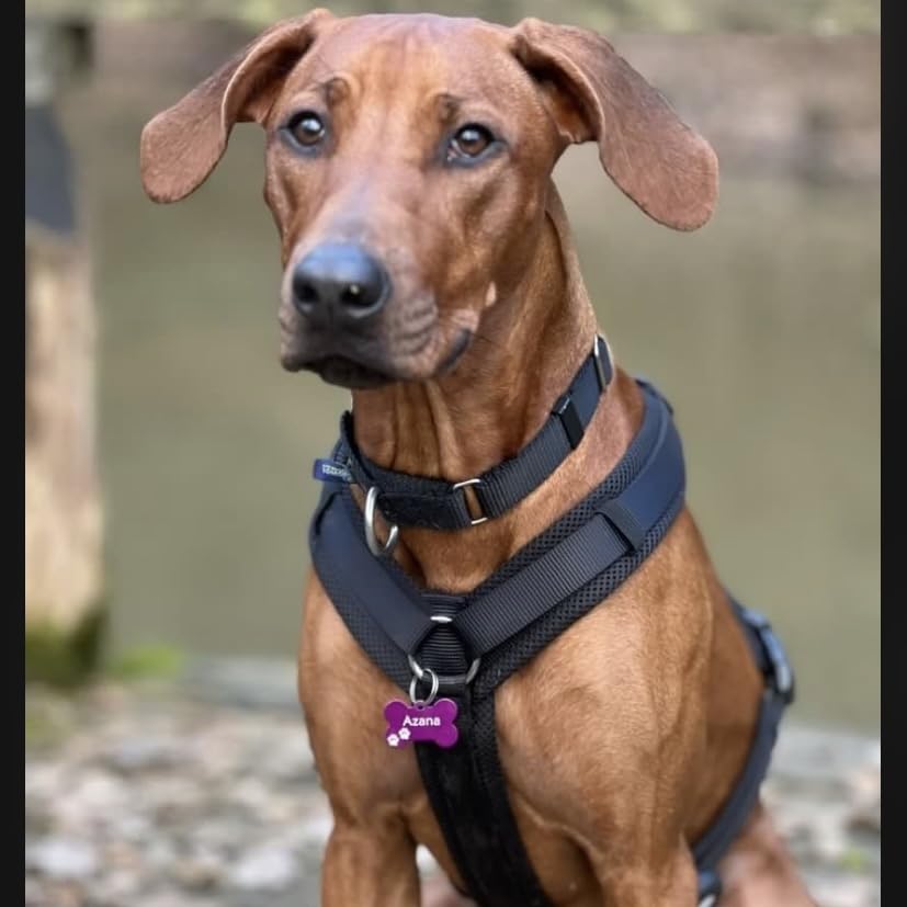 Unikat Branding | Erkennungsmarken im Singlepack | Hund, Katze und Herrchen | Hundemarke personalisiert | Beidseitig mit Gravur | Knochen | 38 mm (Blau)