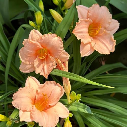 Semillas de azucenas, Las de jardín de rocas son resistentes Hemerocallis fulva 150pcs