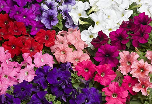 NIKA SEEDS - Seeds Flowers Petunia Queen Mix F1 Annual - 500 Seeds