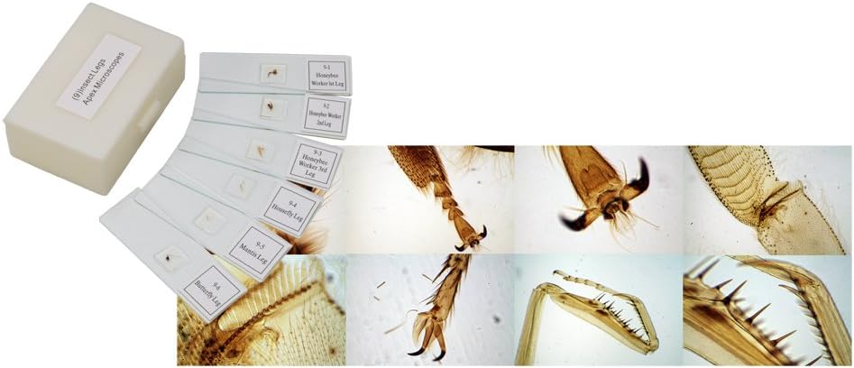 The Apex Insect Leg Slides