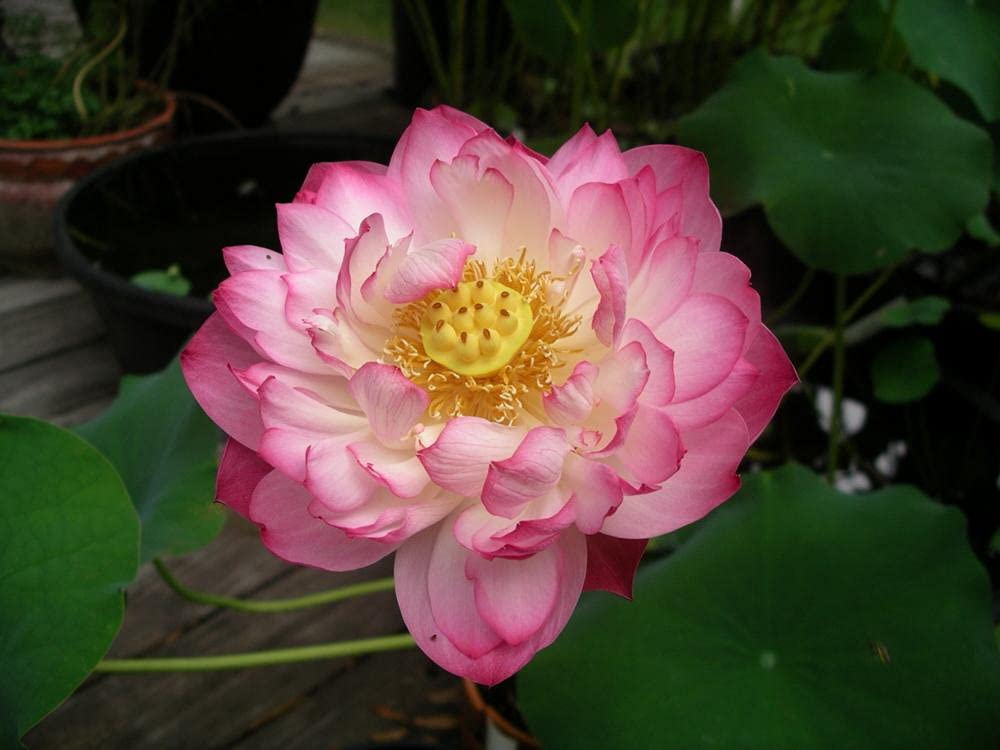 Aiden Gardens Rare Pink Bowl Lotus Flower Seeds Miniature Nelumbo Nucifera 10 Seeds (B09DP5Z1TS) Amazon Price History, Amazon Price Tracker