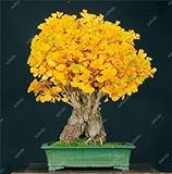 Envíos internacionales HONIC Grown 5 Piezas Orgánica Ginkgo Biloba Gingko Gingo Bonsai nueces de árbol Bonsai Bonsai de la Herencia Tiesto para jardín: 8