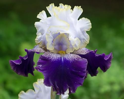 Best Bet German Bearded REBLOOMING IRIS (1) Rhizome/Bulb/Root Ready for Planting in Your Garden