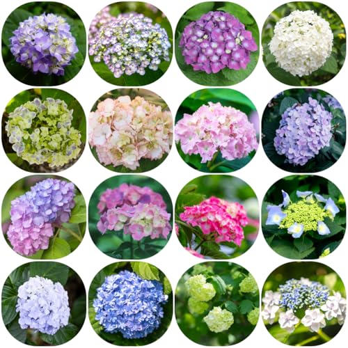 semillas de hortensia resistentes, orgánicas perennes, trepadoras, 250pcs
