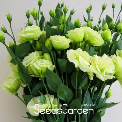 Hot Sale!White Eustoma Seeds Perennial Flowering Plants Balcony Potted Flowers Seeds Lisianthus,100 PCS,#F06RP8