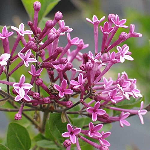 Chuxay Garden Dark Purple Lilac Seed 50 Seeds Bloomerang Lilacs Deciduous Tree Adding A Decorative Appeal Excellent Addition To Garden #TOP3