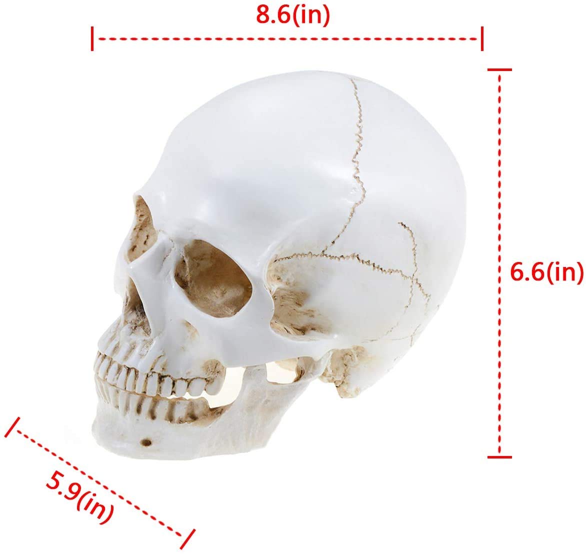 Ocean Aquarius Large Size Skull Model Human Medical Anatomical Adult Head Bone for Education