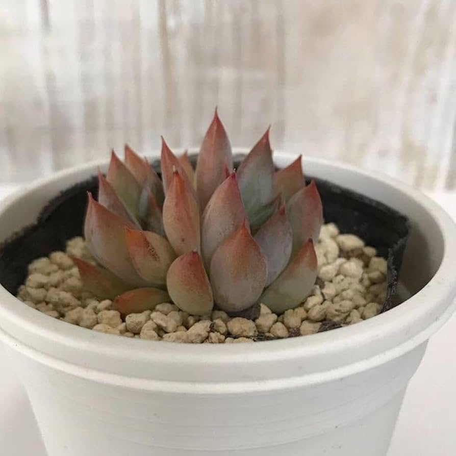 97.多肉植物 ボラピル 1450円【抜き苗】 97.多肉植物 ボラピル 1450円【抜き苗】 - メルカリ