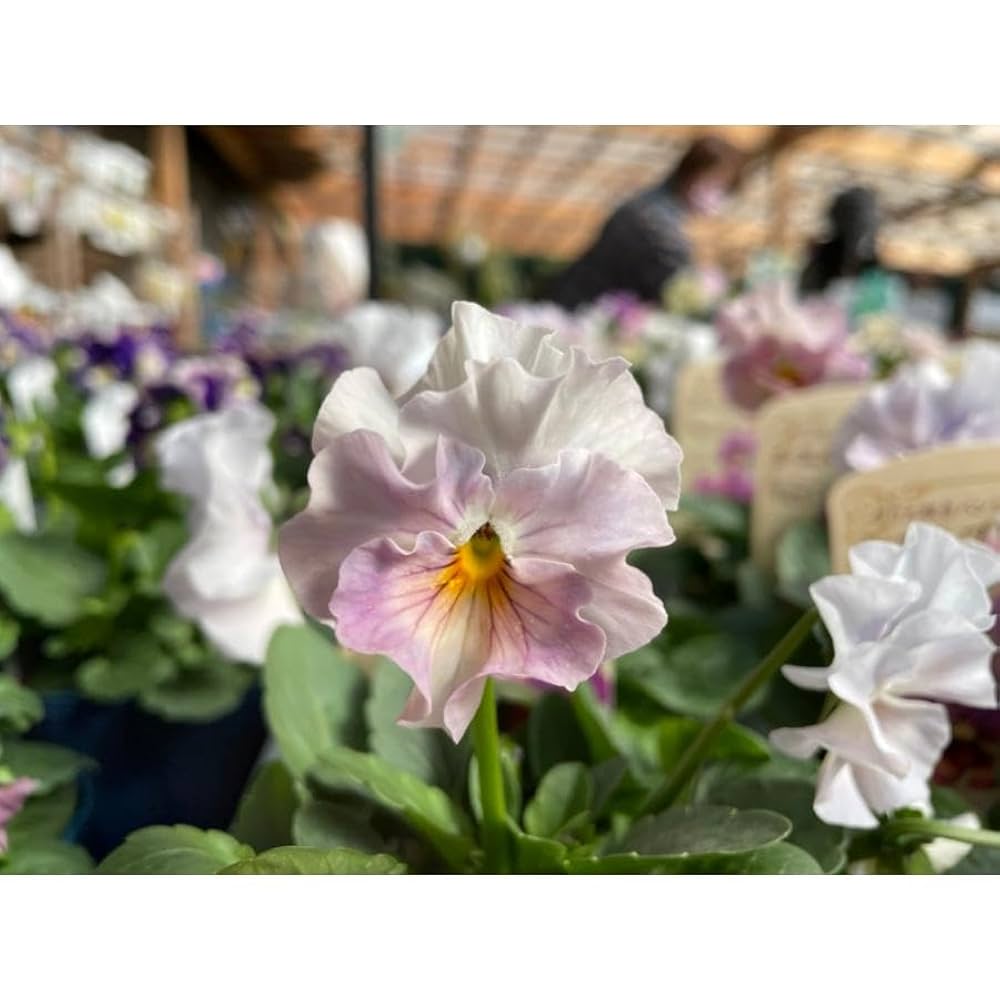 ◆ボリューム満点　2苗◆優しいお色目アイスブルー◆フリル咲きパンジーシエルブリエ 楽天市場】フリル咲き パンジー シエルブリエ アソート 3号