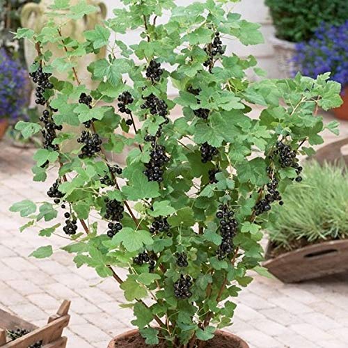 1224-Black Currant Berry Bush (Ribes Rubrum) Seeds By Robsrareandgiantseeds Upc0764425789079 Non-Gmo,Organic,Usa Grower,Bonsai,Fruit,Rapid-Growing,Wine,Jam,Perennial,1224 Package 15 Seeds #TOP6