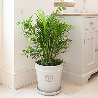 Areca Palm 24cm Pot 120cm Tall