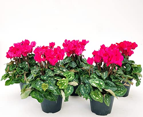 POWERS TO FLOWERS - CICLAMINO SUPERSERIE ROSA INTENSO, FIORITURA EXTRA, 5 PIANTE, VASO 12CM, piante vere