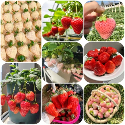 fragole semi di fragola biologici resistenti all'esterno di fragola per aiuole rialzate da interno da giardino roccioso resistenti 350pcs