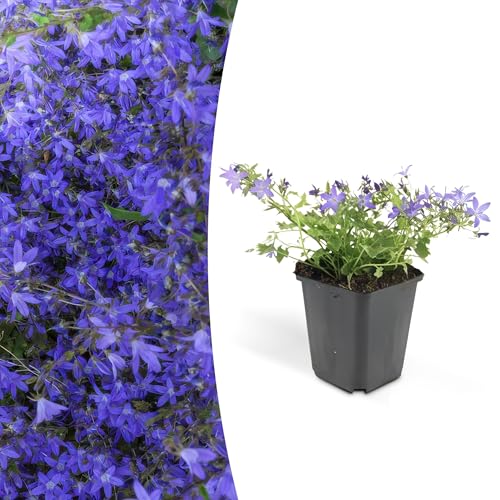 Campanula poscharskyana 'Stella' | 12 pièces - 10-25cm - Ø9cm - Plante de jardin