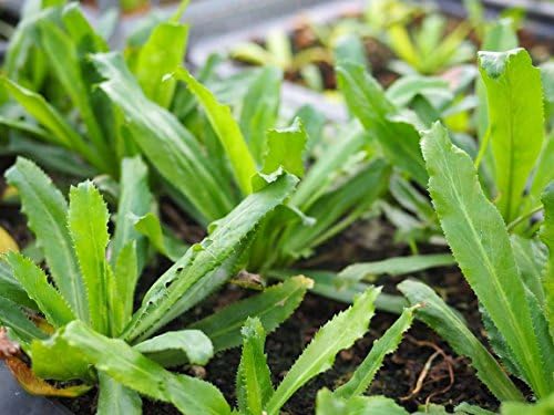 Mexican Coriander