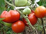 Las semillas de tomate rojo grueso Jack cultivo ecológico de la variedad de polinización abierta no GMO
