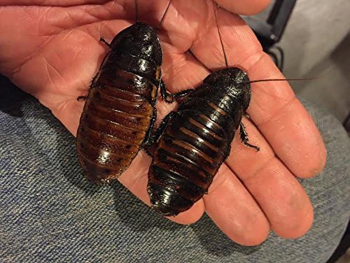 Madagascar Adult Hissing Cockroach 3 Male + 3 Females