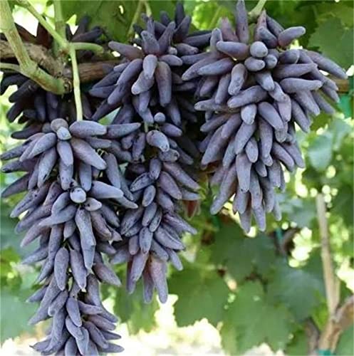 Zcbang Natural Fruit Seeds Multi-Varieties Grape Seedsfruit Seeds 30Pcs #TOP2
