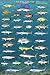 Salt Water Game Fish of North America Laminated Educational Reference Chart Print Poster 24x36 by Picture Peddler