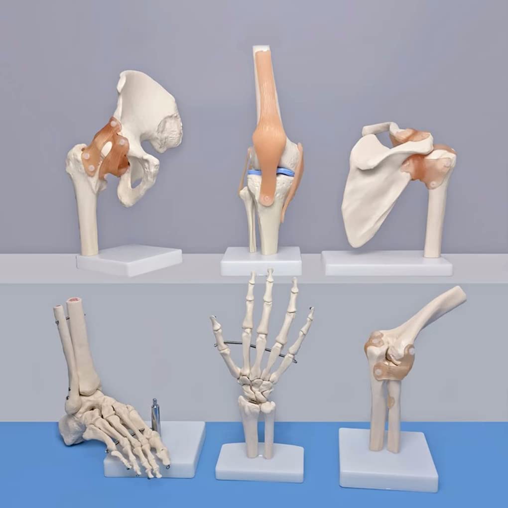 Modèle de joint de hanche et pied flexible AMITD pour l'explication des soins au cabinet