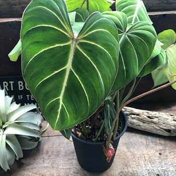 Amazon｜6号 フィロデンドロン グロリオーサム 可愛い 観葉植物