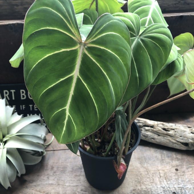 Amazon｜6号 フィロデンドロン グロリオーサム 可愛い 観葉植物