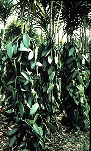 Bakto Flavors Vanilla Beans-Madagascar Gourmet-10 Beans-Safest Products On The Market #TOP3