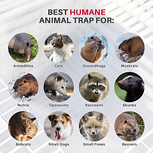 Animal Trap (32"X10"X12") - Best Humane Animal Trap For Gophers, Racoons, Possums, Groundhogs, Beavers And Other Similar Sized Animals. Easy Trap Catch & Release Cage With 1-Door By Lifesupplyusa #TOP4