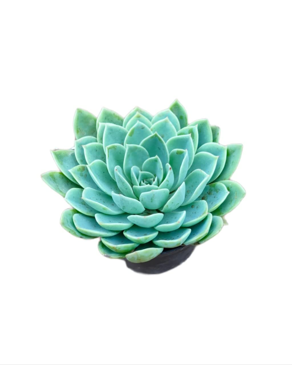 Sumit Greenery Vishnu Kamal Live Plant Hybrid(Pack of 1 with Free Pot.) (B0BR47JXZ4) Amazon Price History, Amazon Price Tracker