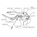 KKmoon Lupa de Tipo anteojos 5 Lentes 1.0X-3.5X Ajustable Soporte con 2...