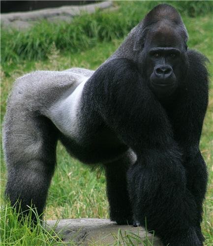 Amazon.co.jp: GORILLA 光沢ポスター 写真 ブラックバック シルバー