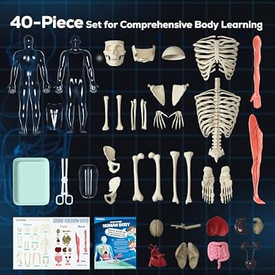 GobiDex Human Body Skeleton Model Kits, 40 Piece Anatomy Figure,Glow in The Dark Bones Interactive Science Kit, STEM Educational Toys for Boys and Girls, Halloween Physiology Gifts for Kids Ages 8+