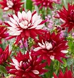 5 "Rebecca's World Dahlia Tubers for Planting - Stunning and Giant Red and White Blooms (5 Tubers)