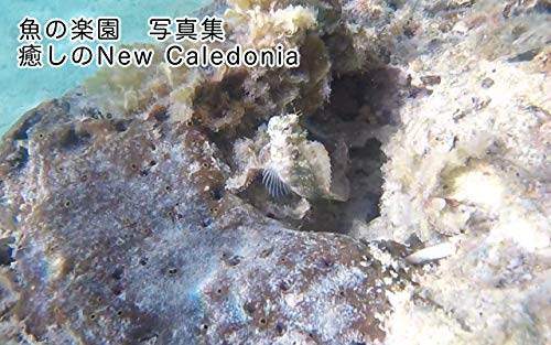 sakananorakuen syasyansyu iyashino New Caledonia (Japanese Edition)