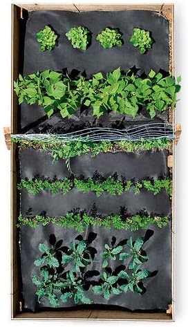 Vegetable SeedSheet, 4 x 8