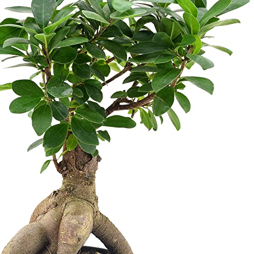 Image of Arcadia Garden Products LV62 Ginseng Ficus Live Indoor Bonsai Plant in 6 in. Plastic Grower Pot, 6 Inch, Green *Sold By Amazon and Arcadia Garden Products*