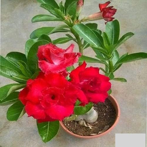 Baishnab Adenium PlantGardens Bonsai Rare Red Adenium Double Layer Outdoor Red Live Flowering Plant (1 Plant) (B0CPM2RVM7) Amazon Price History, Amazon Price Tracker