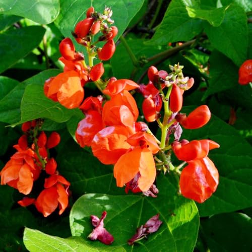 semi di fagioli rampicanti biologici, balcone esotiche decorative 25pcs