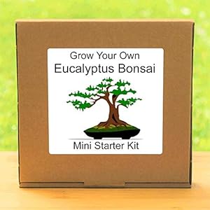 Groei je eigen Eucalyptus Boom Bonsai Kit – Indoor vensterbank Tuinieren Gift Set