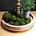 BYHER Natural Green Moss Decorative Ball,Handmade (2