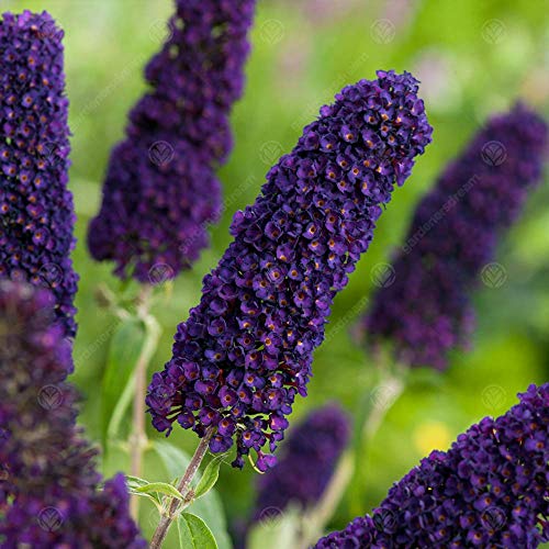 GardenersDream Buddleia Davidii Black Knight Butterfly Bush - Outdoor Garden Ready Plant - Summer Flowering Shrub for Gardens and Patios - Fast Growing Deciduous Hardy Shrub (9cm Pot 20-30cm)
