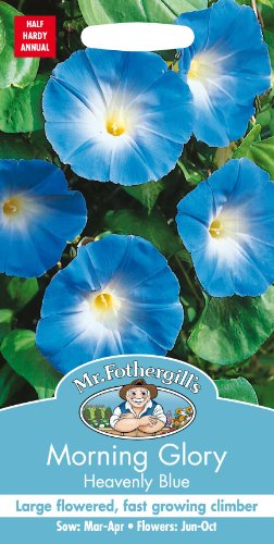 Mr Fothergills - Pictorial Packet - Flower - Morning Glory Heavenly Blue - 45 Seeds
