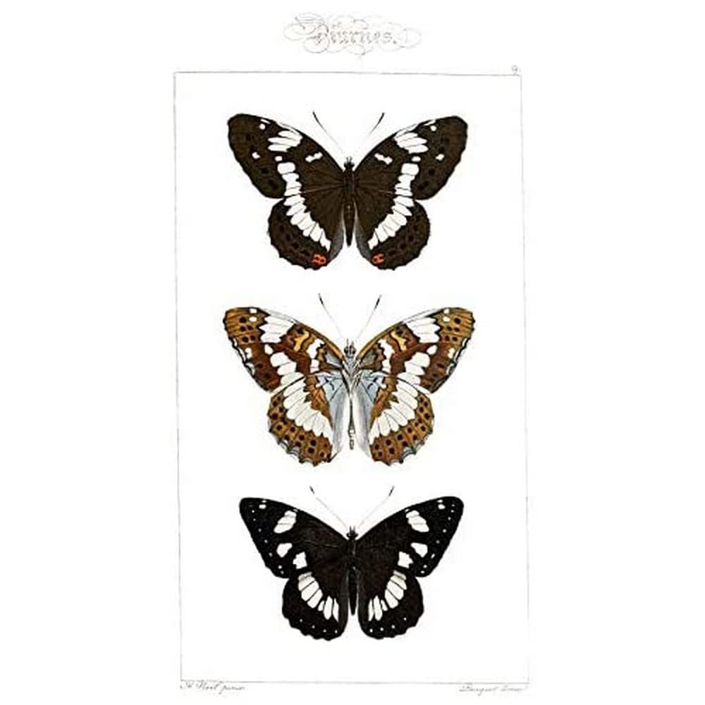 Wee Blue Coo Butterflies Black And Brown Unframed Art Print Poster Wall Decor 12X16 Inch