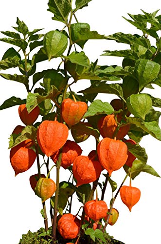 Lampionblume Gigantea 10 Samen (Physalis alkekengi)
