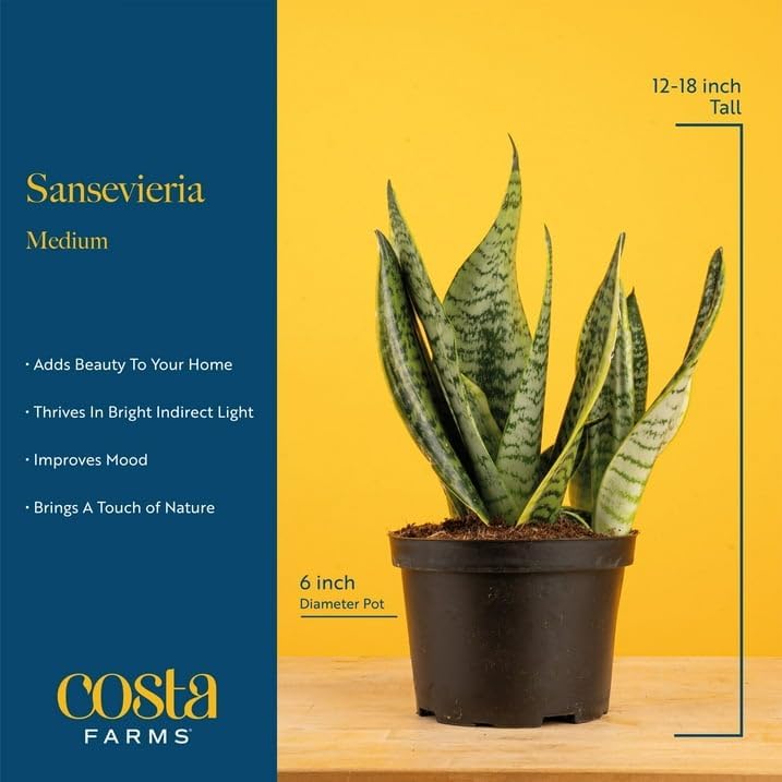 Miniatura 4 de Costa Farms - Planta de la serpiente o sansevieria de interior viva, fácil de cultivar, en maceta decorativa con tierra, decoración cumpleaños