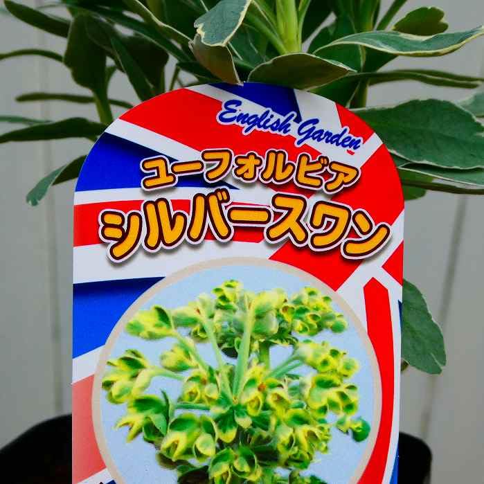 Amazon.co.jp: ユーフォルビア 3号 苗 シルバースワン 3号 常緑 宿根草