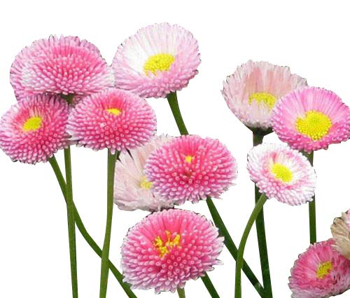 Pink English Daisy, Lawns And Borders - 1000 Seeds - Bellis Perennis #TOP1